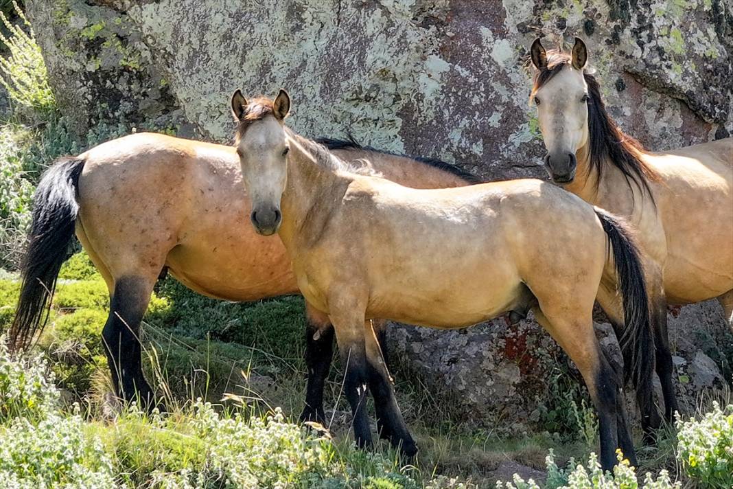 Konya Ovası’na bakan zirvede yılkı atlarıyla büyüleyici manzara 6
